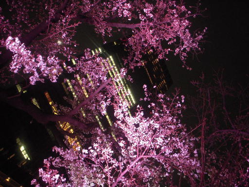 夜桜と東京ミッドタウン